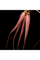 Bal d’Afrique Absolu de Parfum