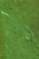 GREEN 1