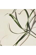 Atelier des Fleurs Papyrus Eau de Parfum