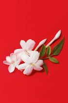 Sì Passione Eau de Parfum Refill