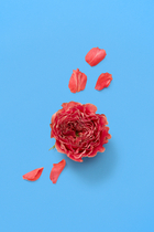 A Song for the Rose Eau de Parfum