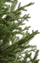 Glenshee Spruce Tree