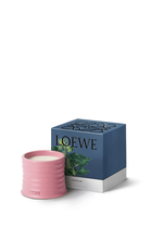 Ivy Scented Candle