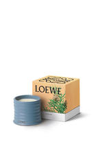 Blue Cypress Scented Candle