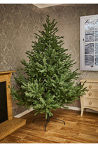Glenshee Spruce Tree