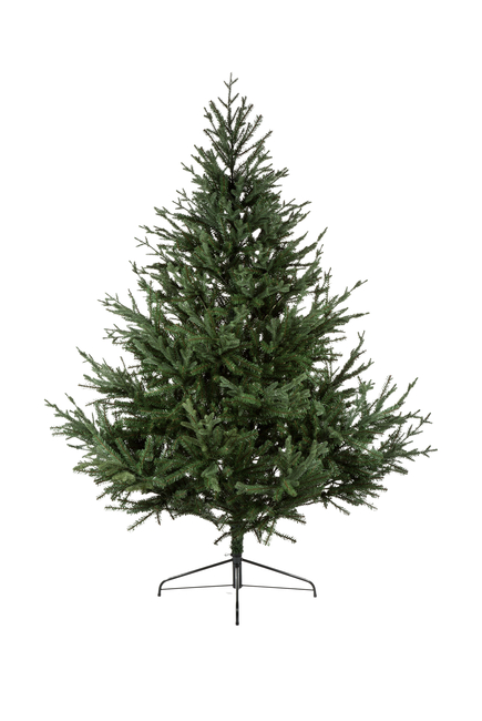 Glenshee Spruce Tree