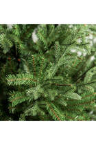 Glenshee Spruce Tree
