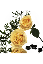 Musc Collection Rose Epicée Eau de Parfum