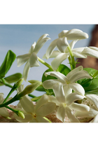 Q By DG Parfum