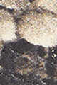 BEIGE 1