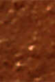 Chestnut
