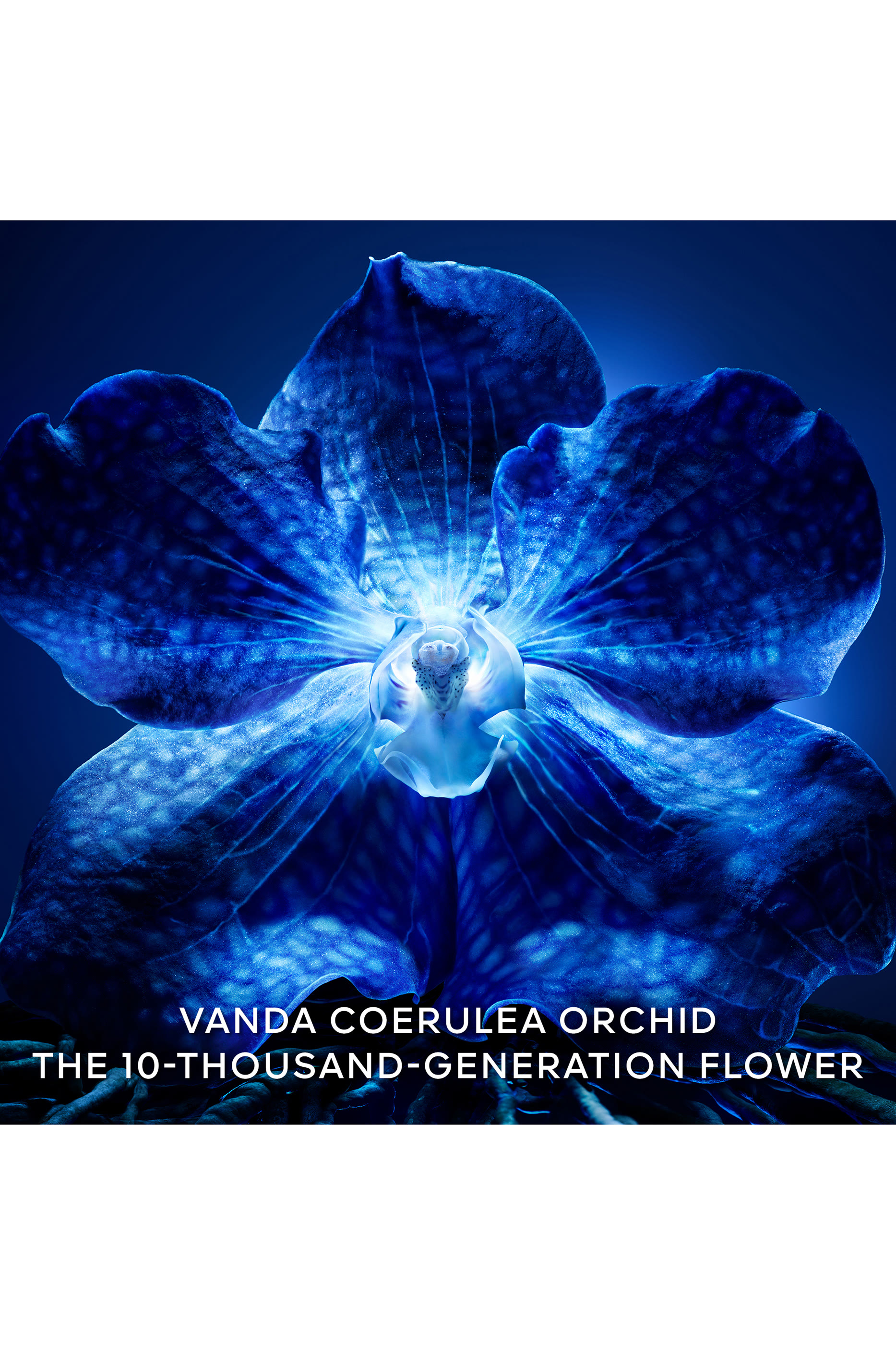 Orchid&eacute;e Imp&eacute;riale The Lightweight Longevity Cream