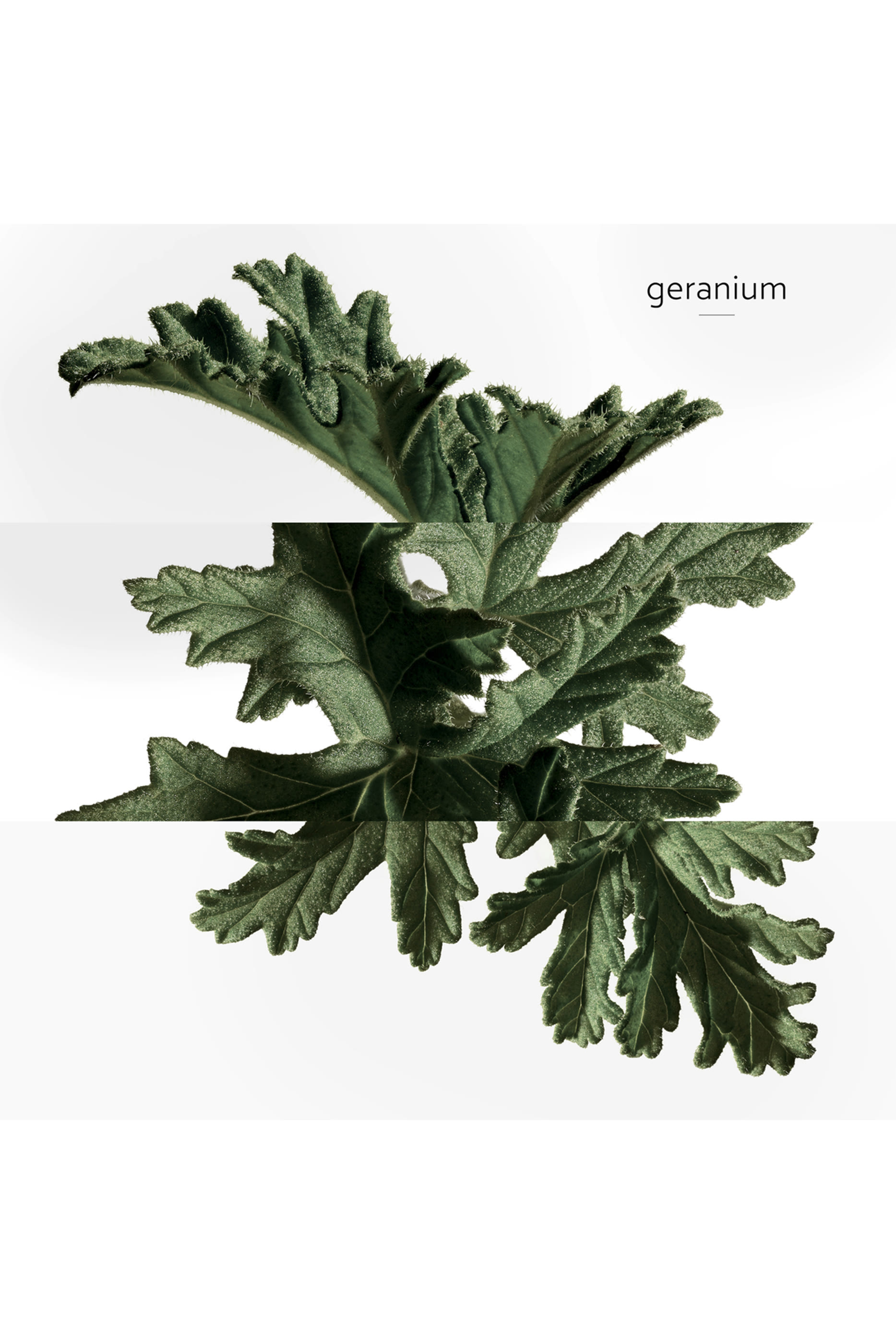 Eau de Basilic Pourpre, Eau de Cologne