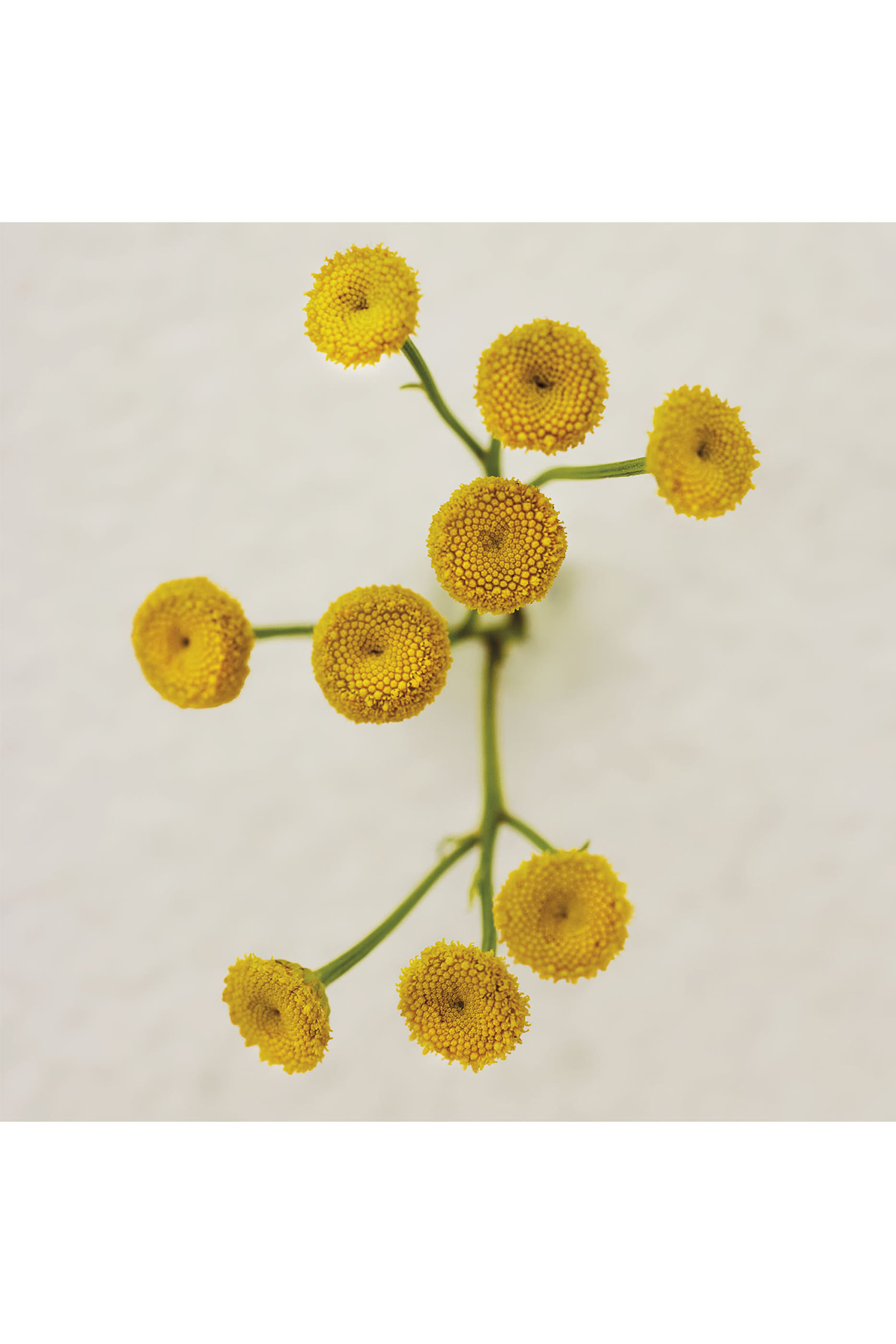 Atelier des Fleurs Immortelle Eau de Parfum