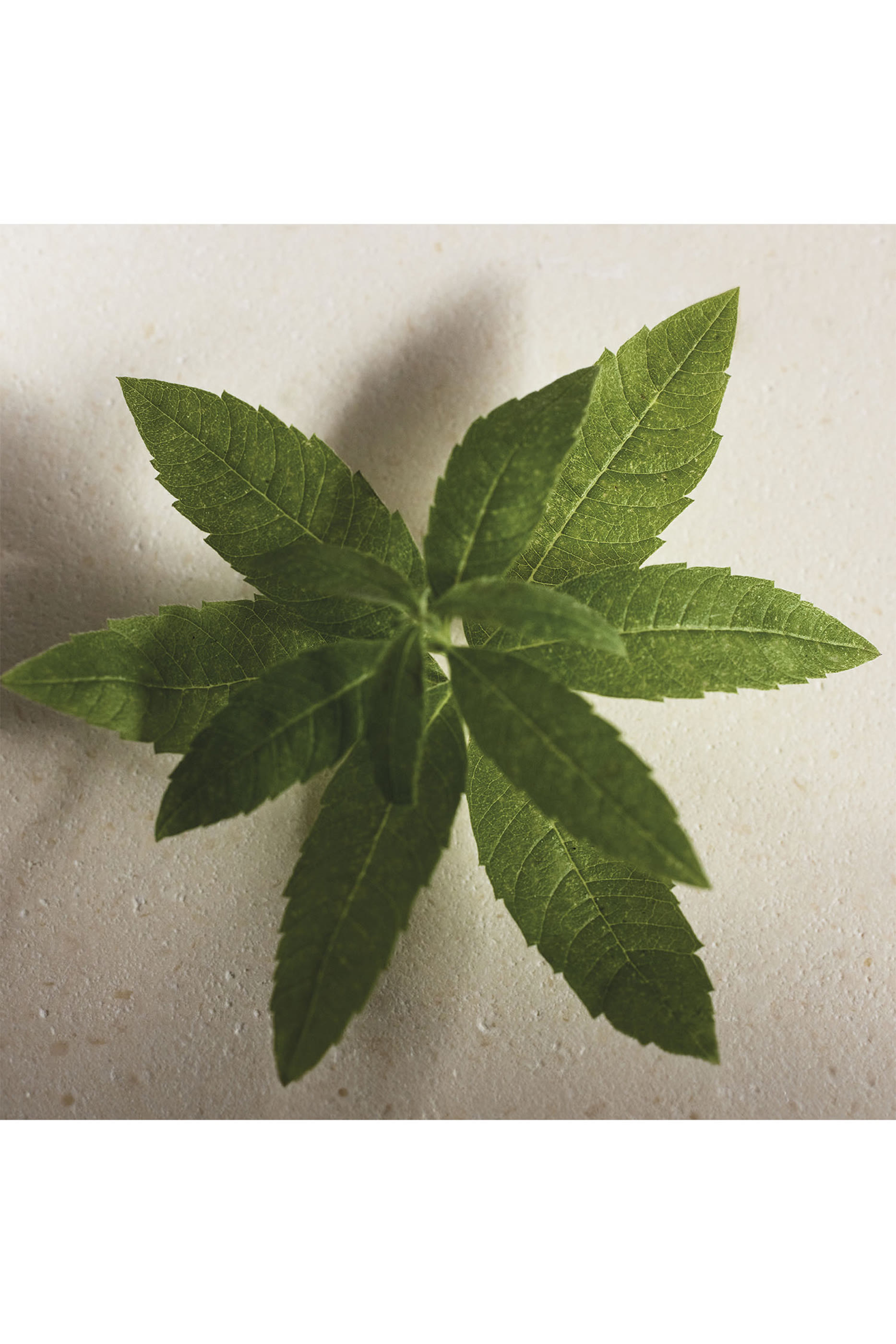 Atelier Des Fleurs Verbena Eau de Parfum