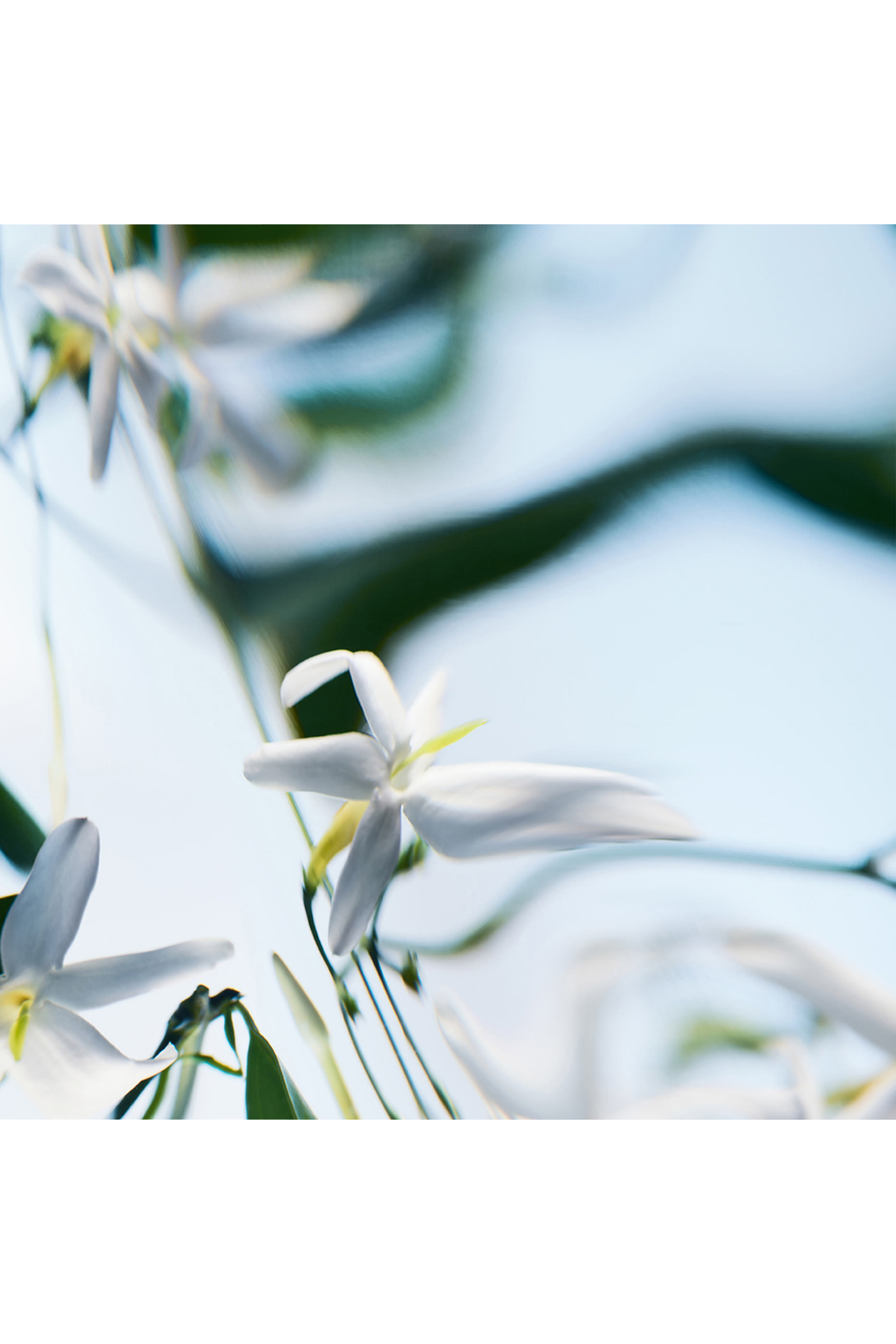 Blanche Absolu de Parfum