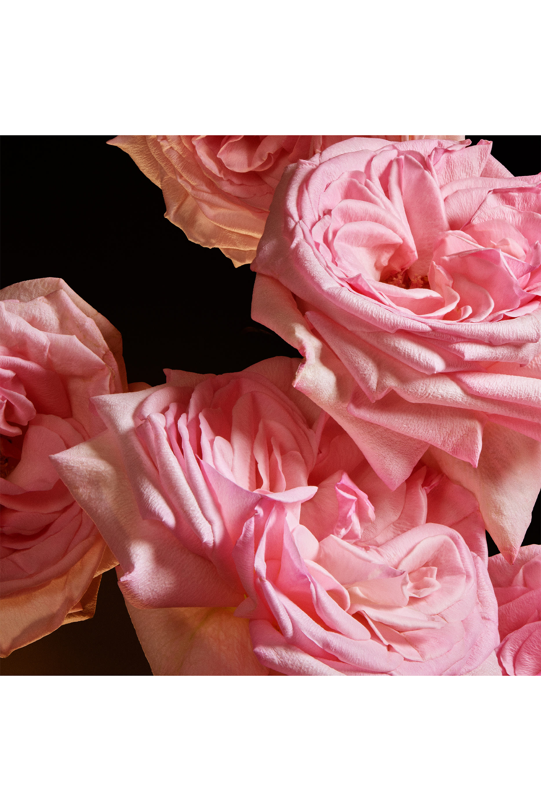 The One Eau de Parfum