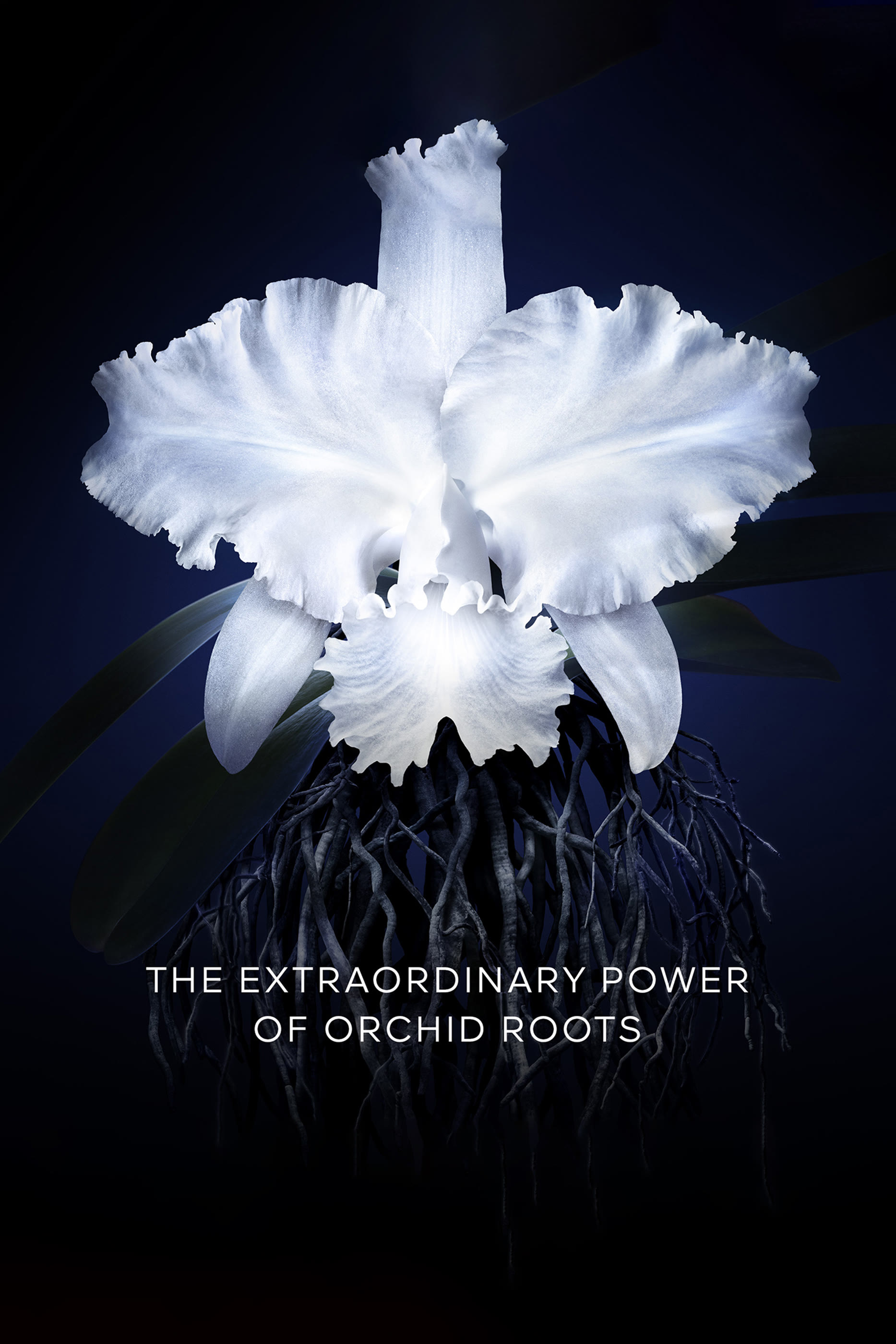 Orchid&eacute;e Imp&eacute;riale The Light Cream