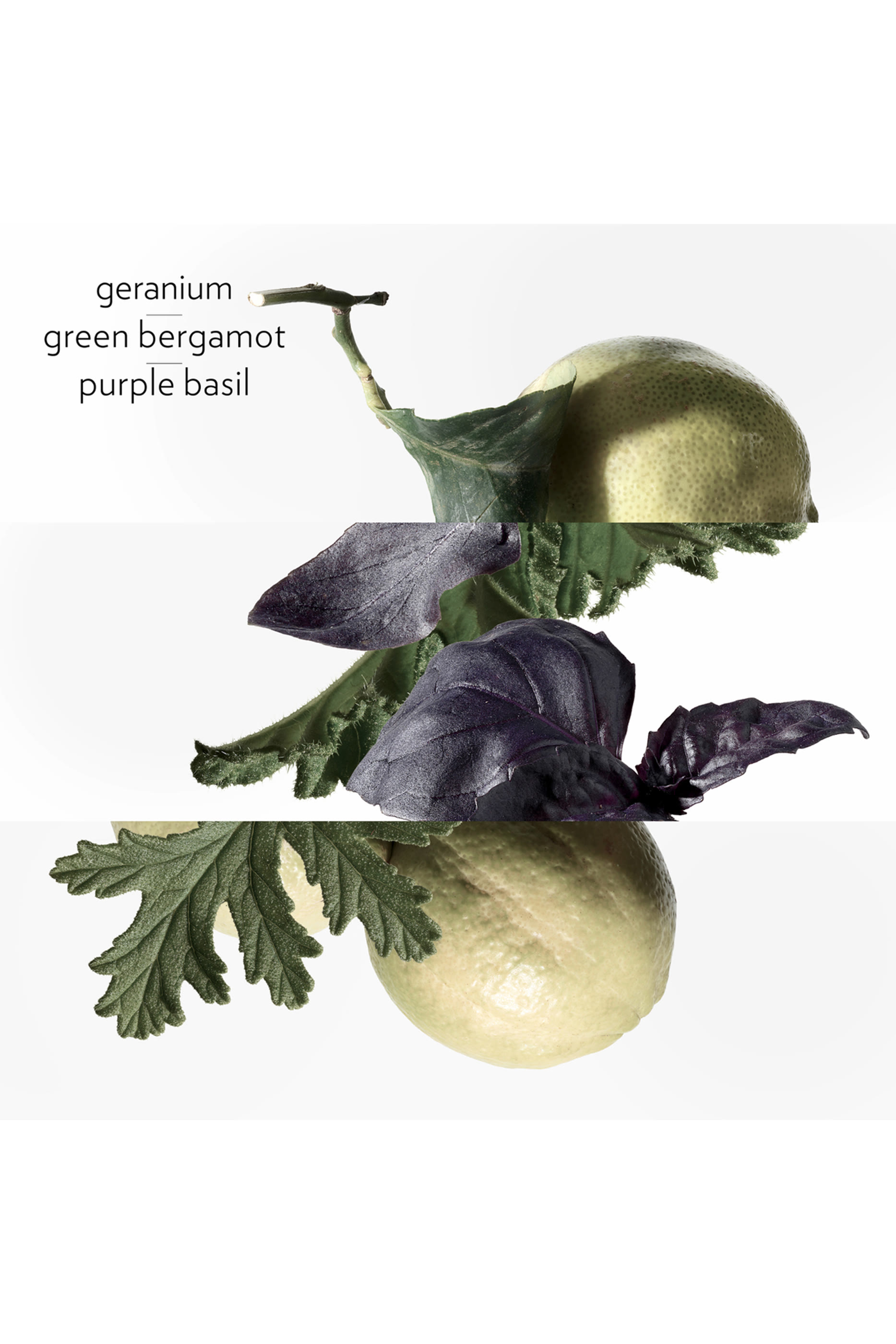 Eau de Basilic Pourpre, Eau de Cologne