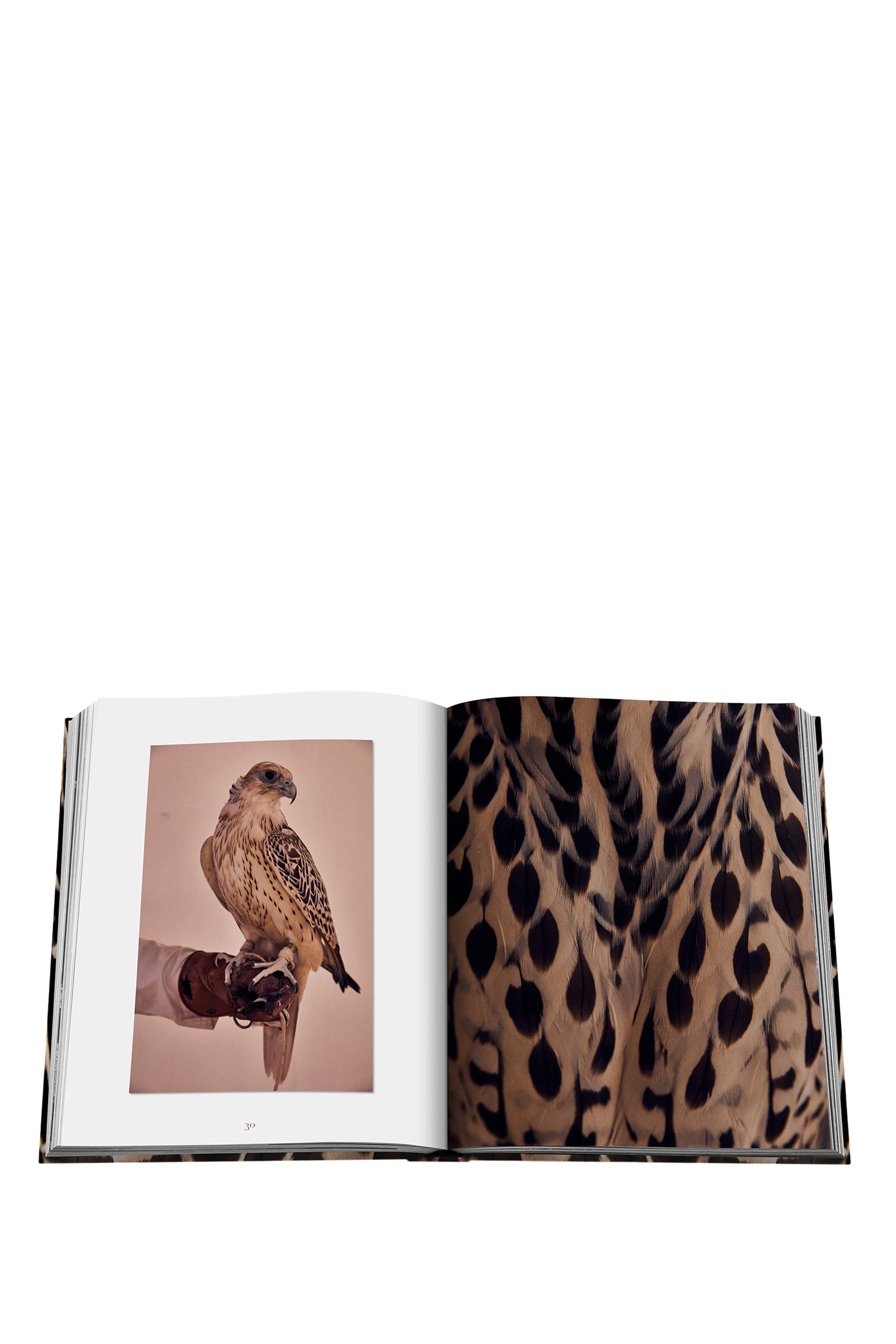 Falcons From Saudi Arabia