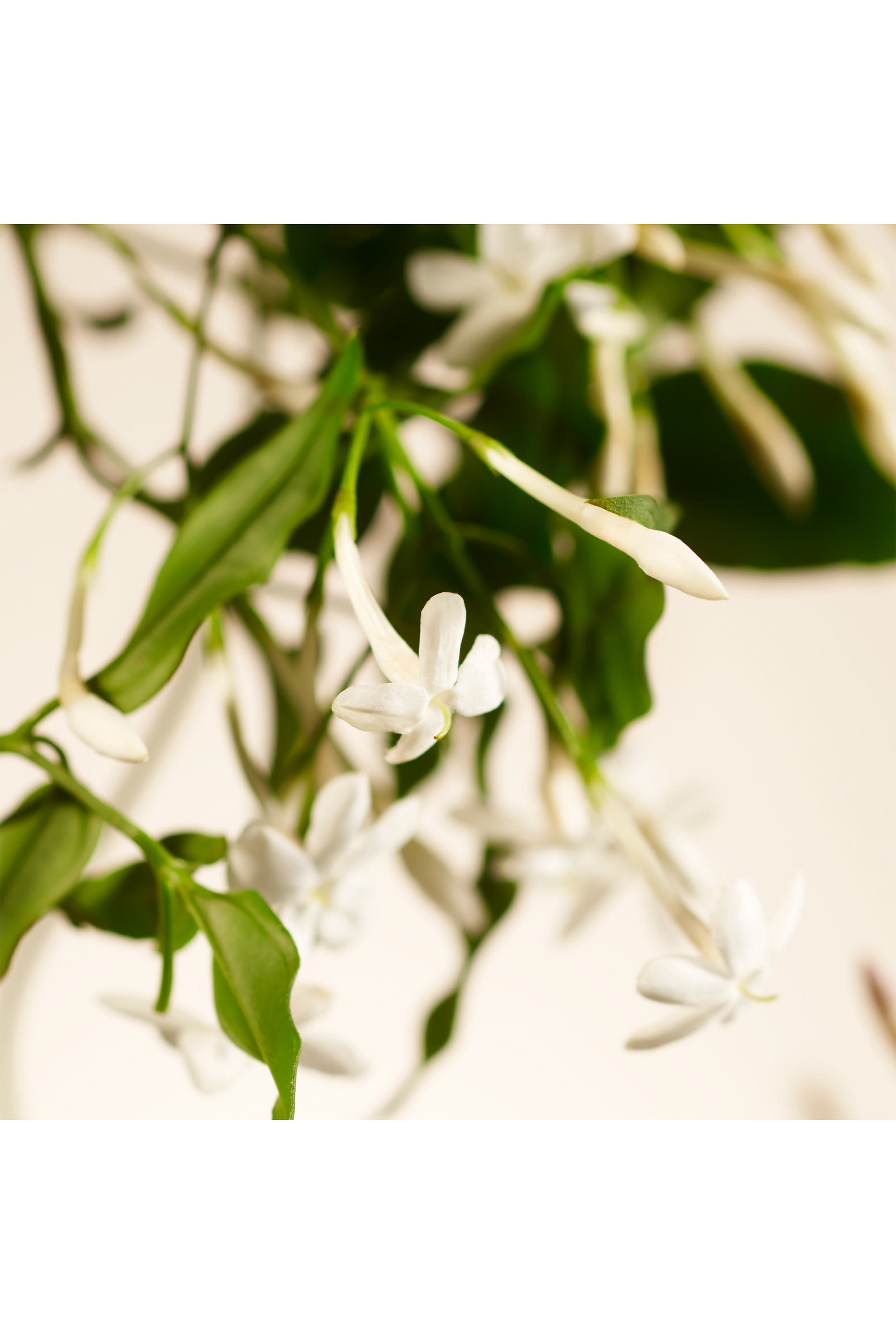 Sweet Jasmine Refill Fragrance Sticks