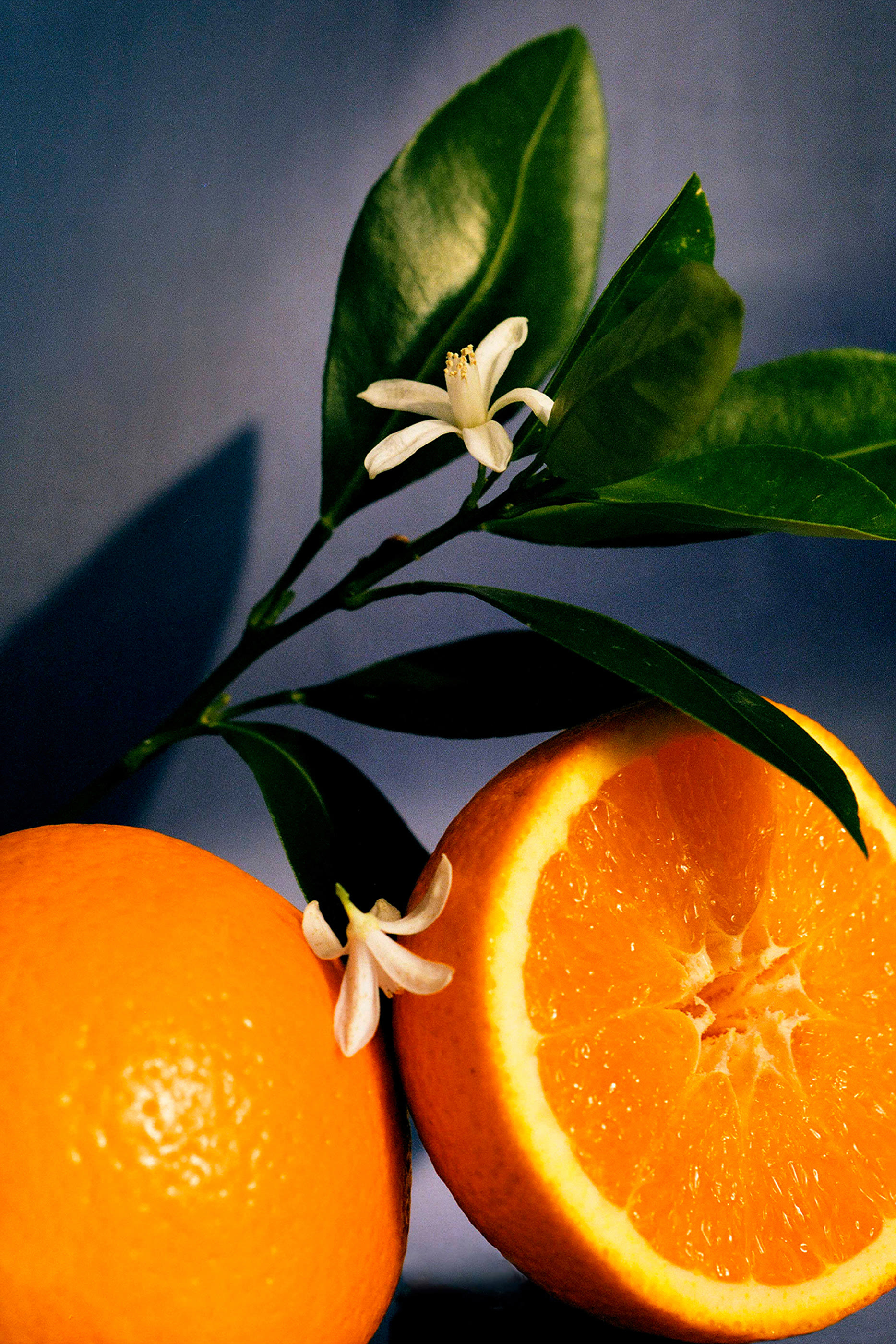 Orange Blossom Medium Candle
