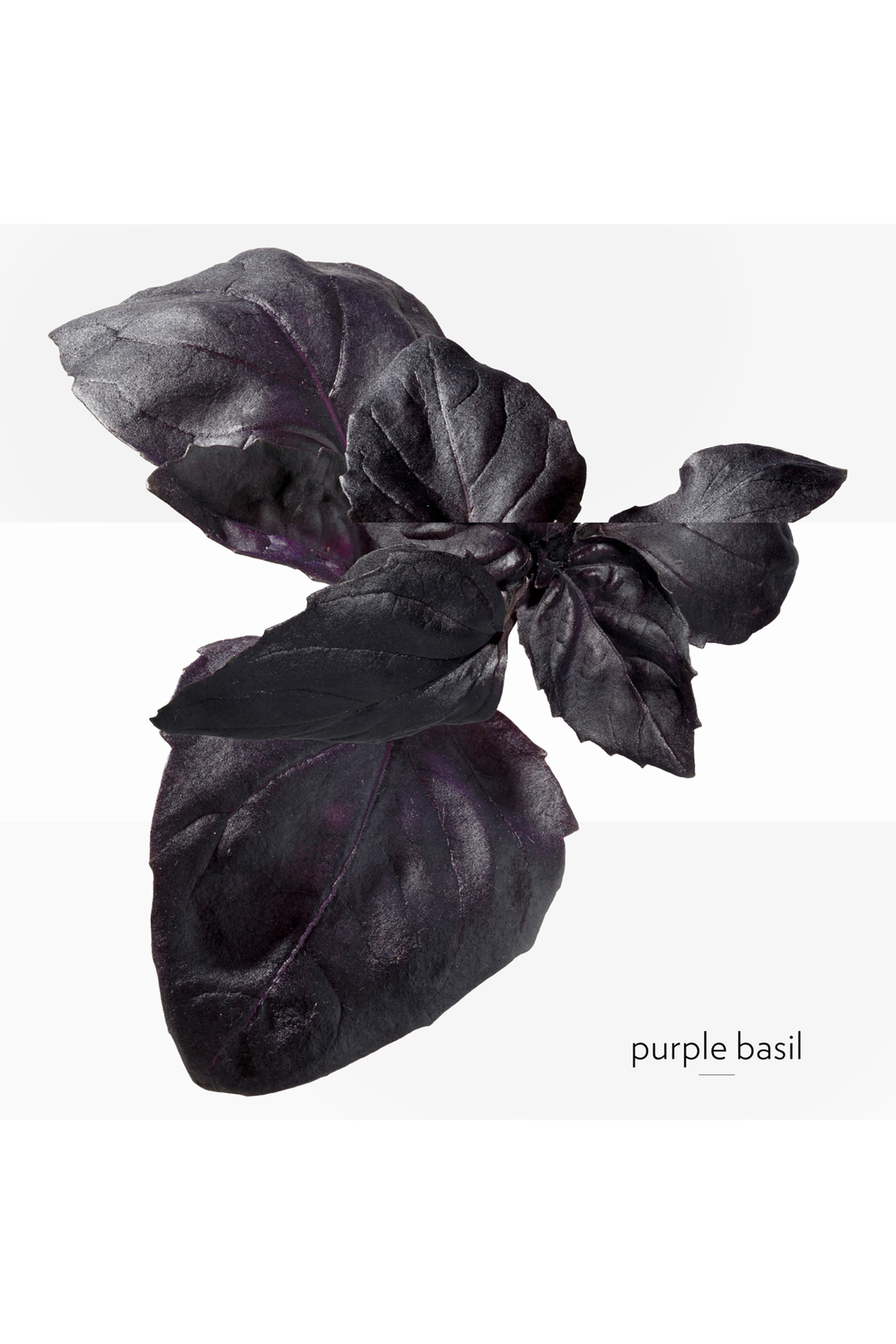 Eau de Basilic Pourpre, Eau de Cologne