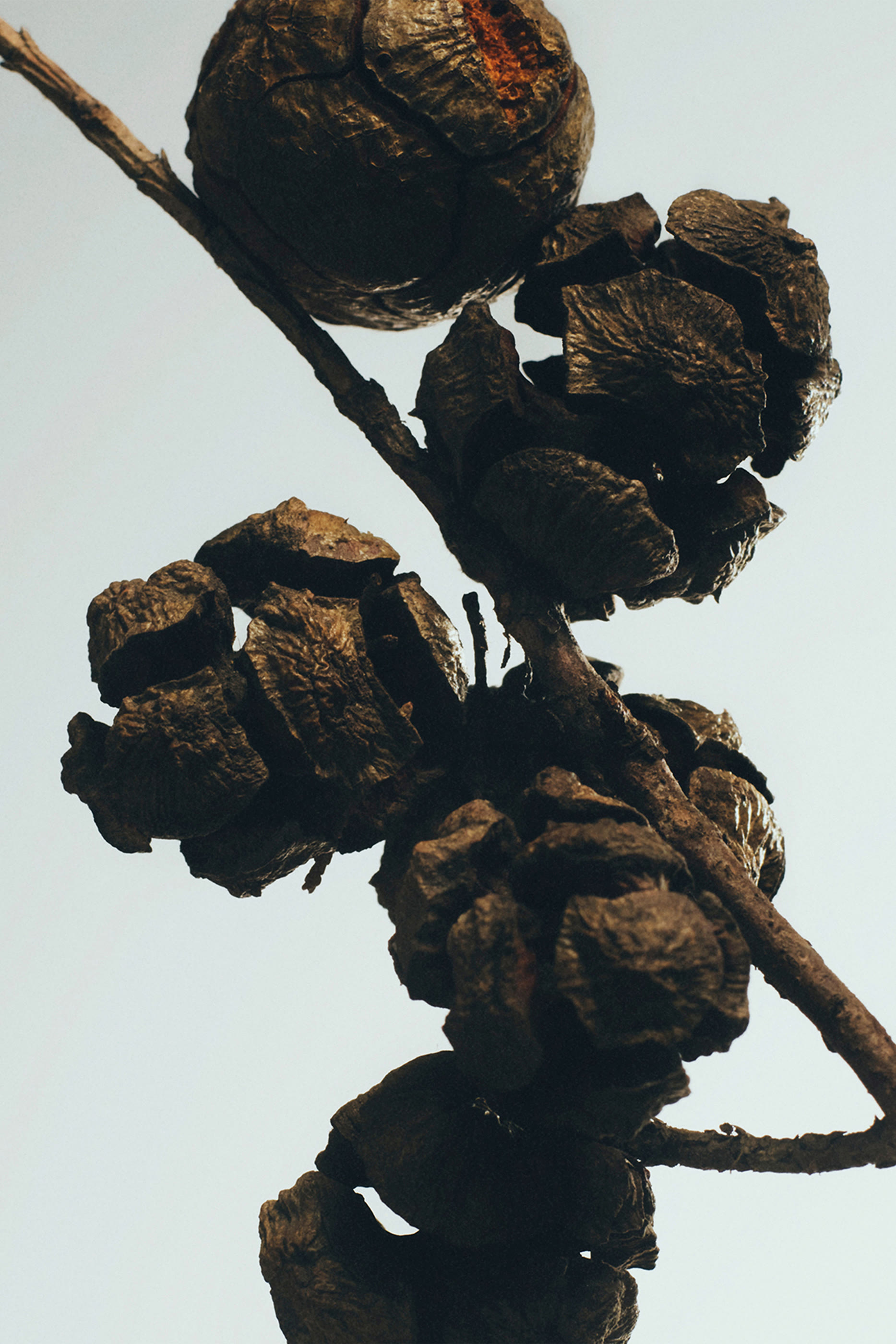 Cypress Balls Wax Candleholder