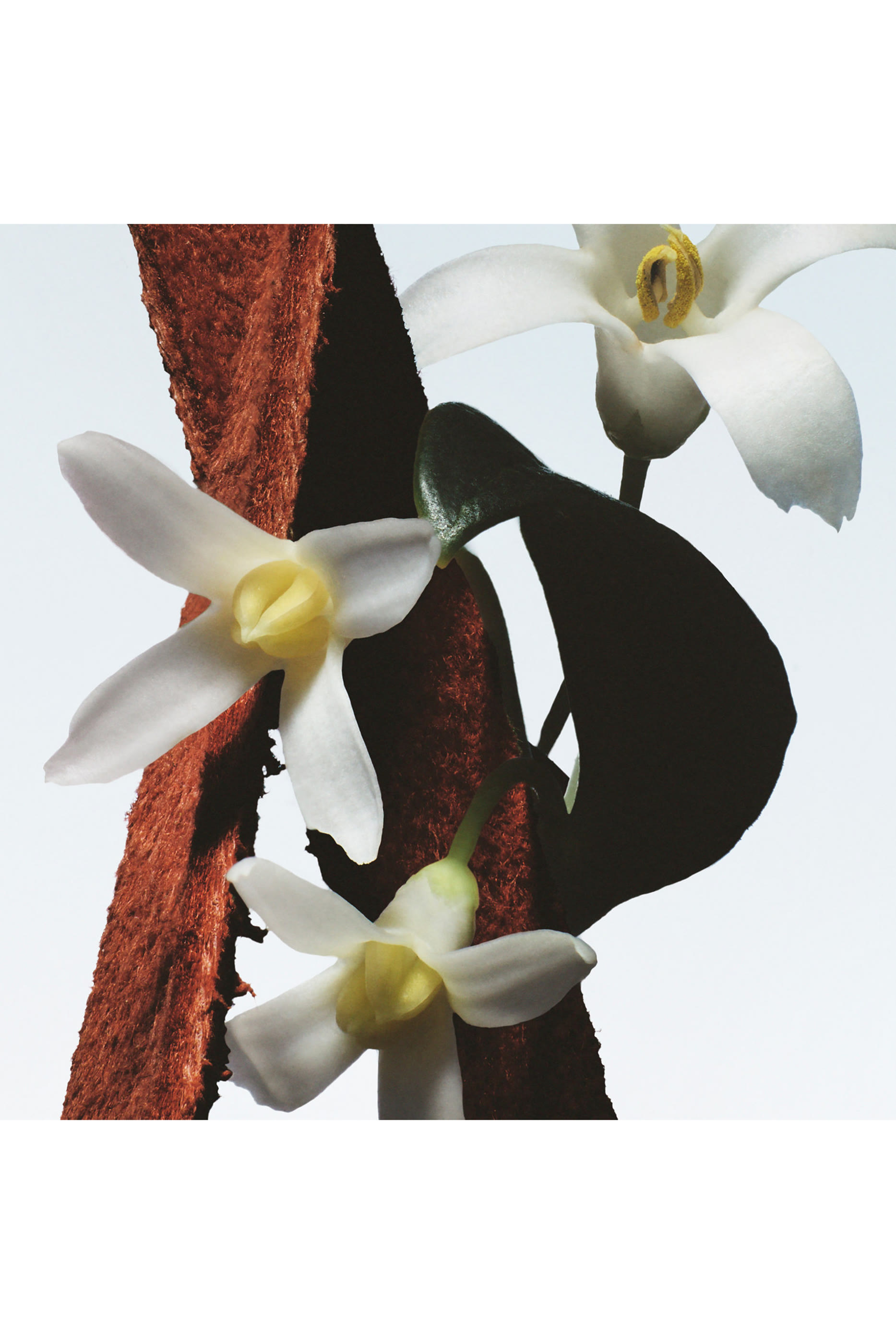 Fleur du Mal Eau de Parfum