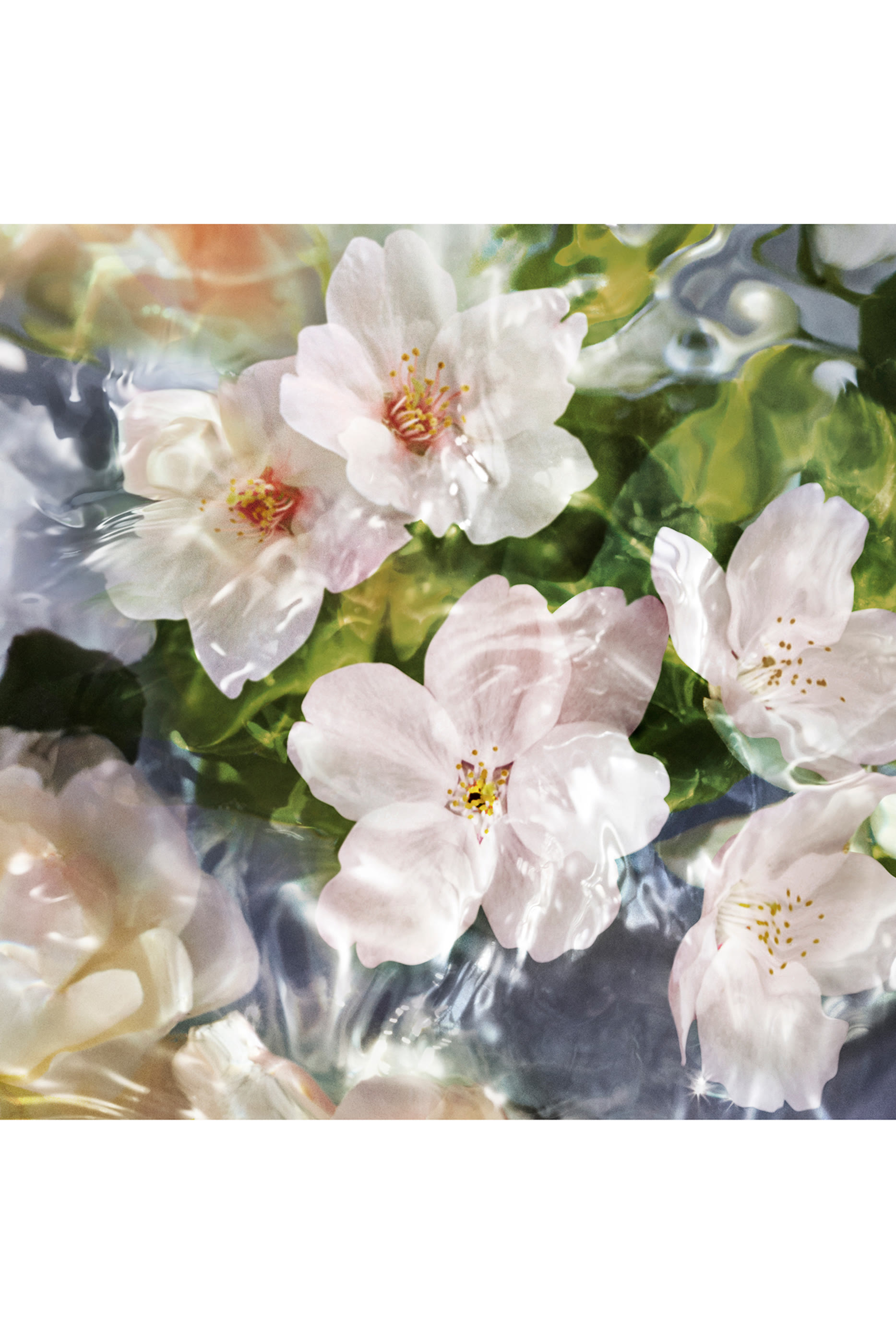 Flora Cherrysia Eau de toilette